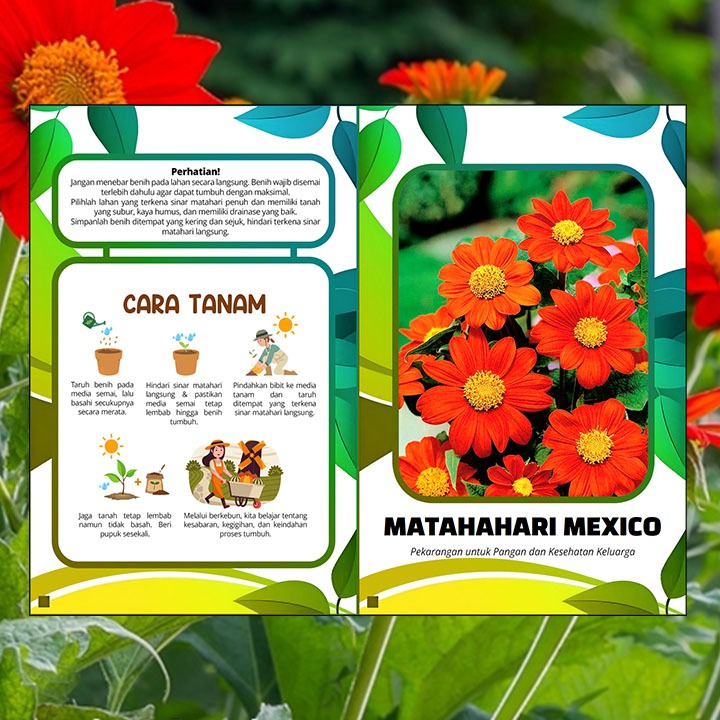 50 Biji Bunga Matahari Mexico Meksiko / Matahari Merah / Tithonia Rotundifolia