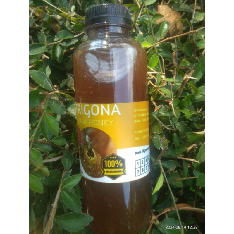 

madu tritagona/madu klanceng