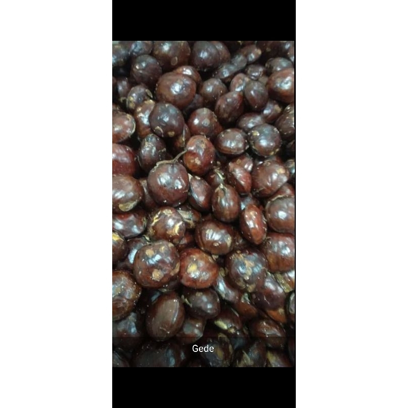 

JENGKOL TUA SUPER BUKAN RENDAMAN