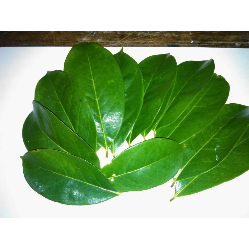 

daun sirsak segar/50 lembar