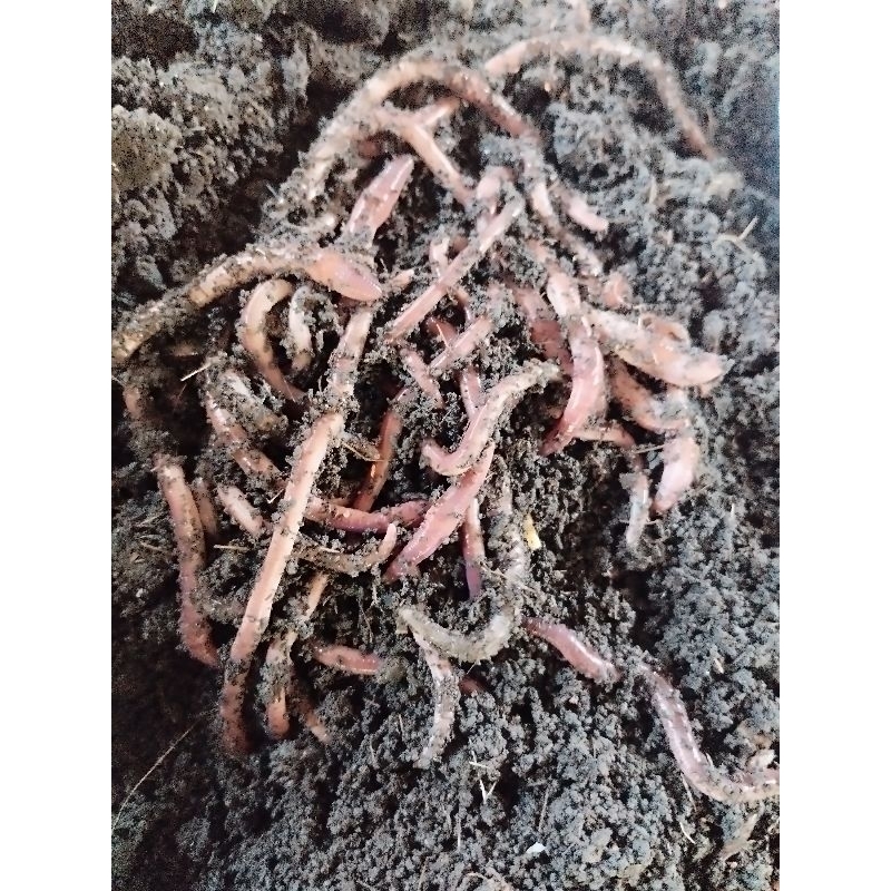 CACING ANC / CACING SAMPAH