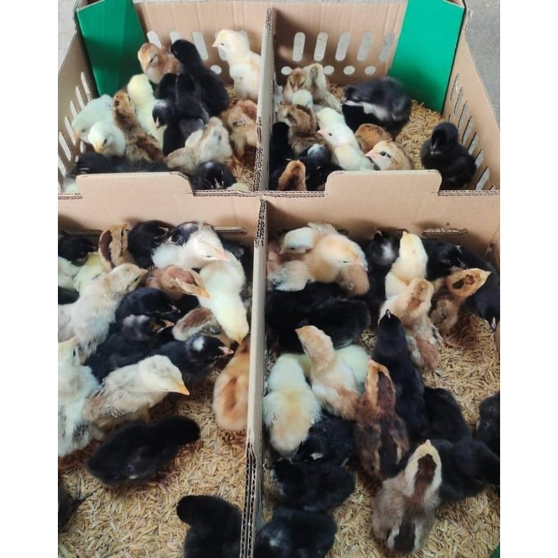 20 Ekor DOC Anak Ayam Kampung Anakan Bandung