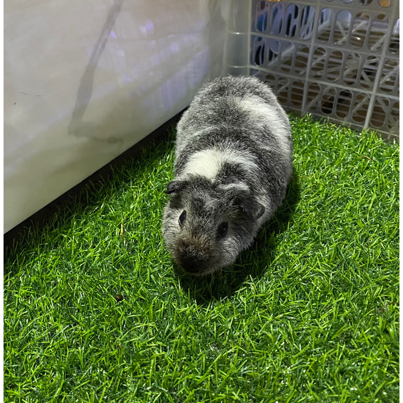 guinea pig Teddy California / marmut hias teddy california