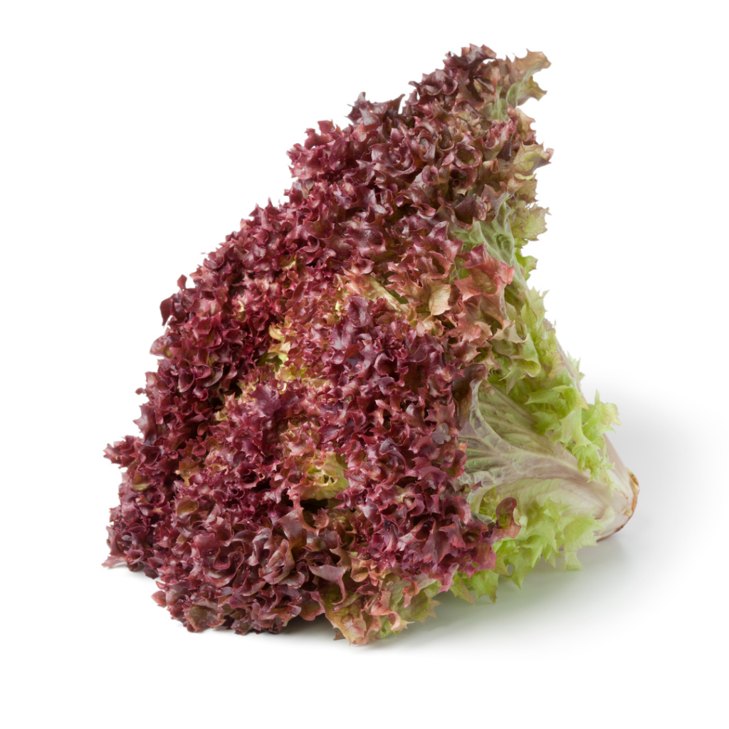 

Selada keriting merah/ Red Lettuce/ Lollorosa