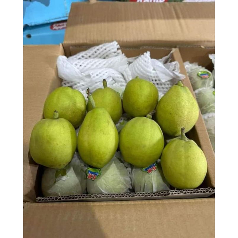 

pir xianglie