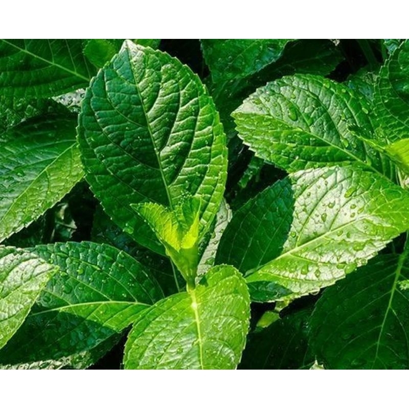 

paket 250 gram daun keji beling pecah beling segar