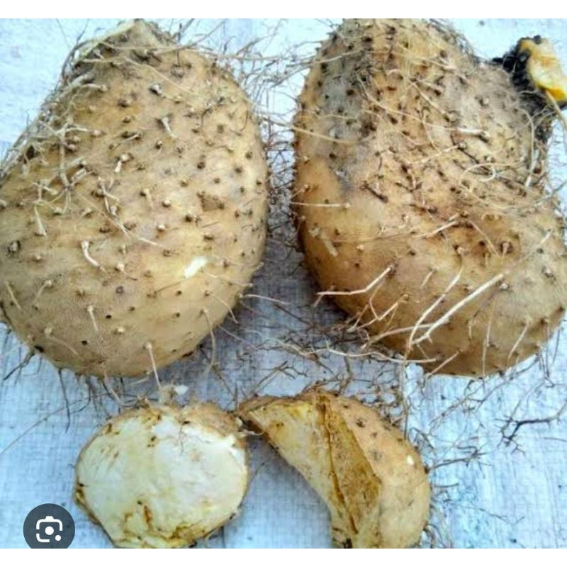

Umbi Gadung Segar Baru Ambil 1 Kg Obat Herbal Tradisional Termurah