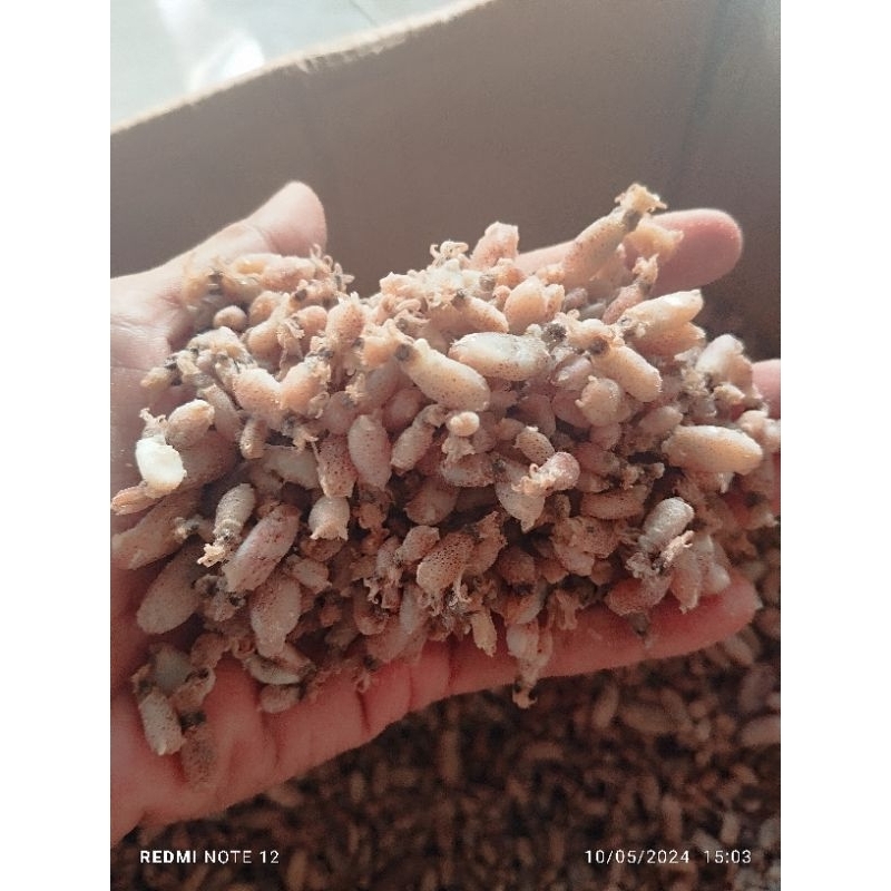 

promo baby cumi size 0,5_1cm/500gr