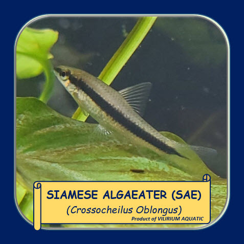 IKAN HIAS AQUASCAPE - SIAMESE ALGA EATER (SAE) IKAN PEMAKAN ALGA atau LUMUT