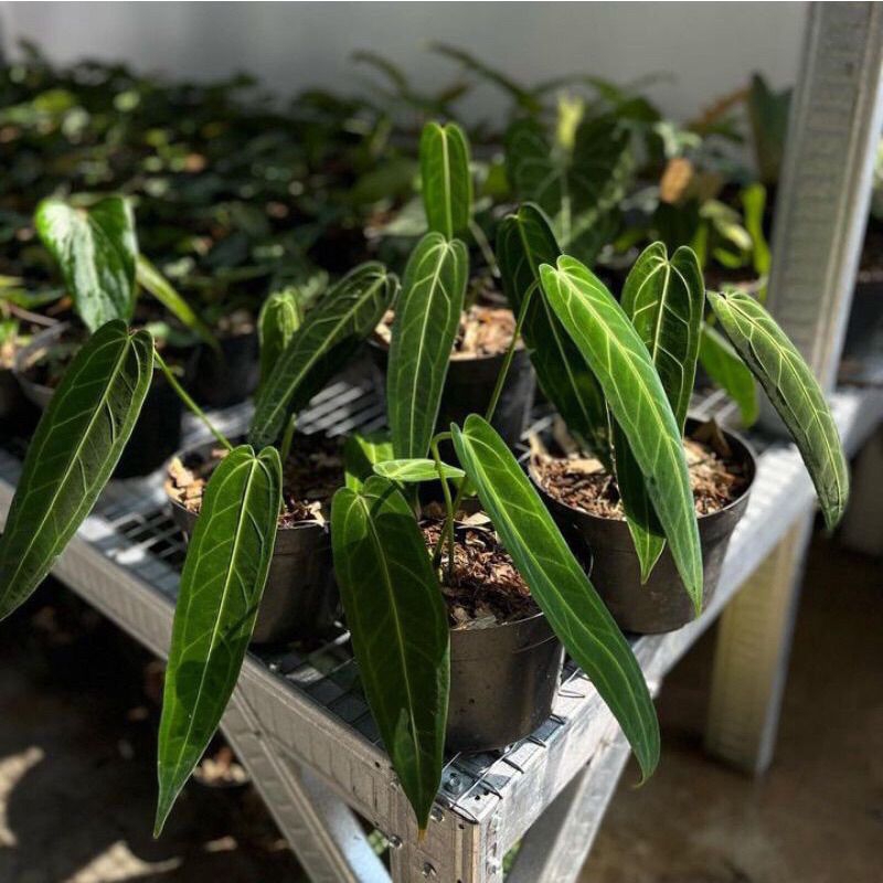 anthurium lidah gajah warocqueanum cantik anakan alam taman indah