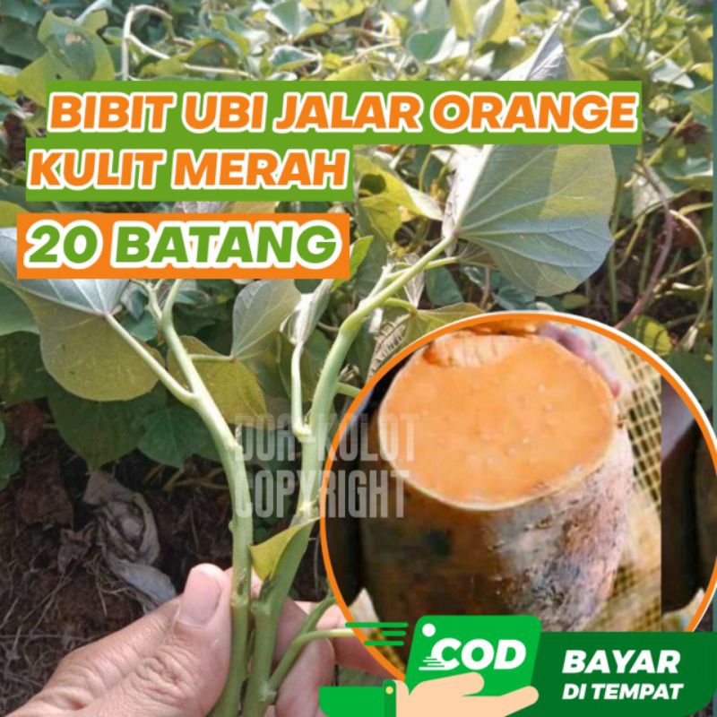 Bibit Ubi Jalar Kuning 20 Batang Umbi Jalar Orange Ubi Oren