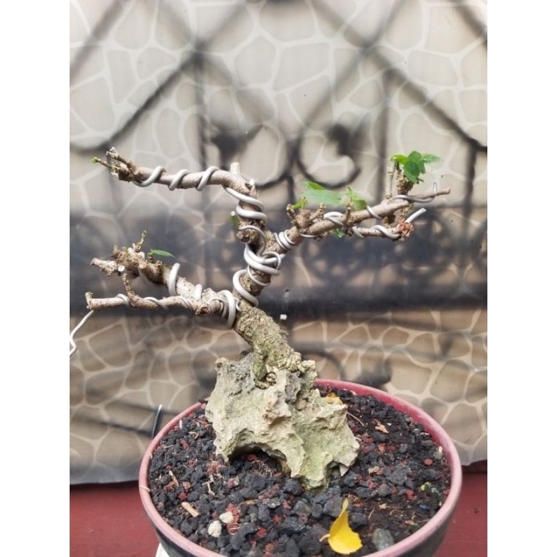 Bahan bonsai waru lokal