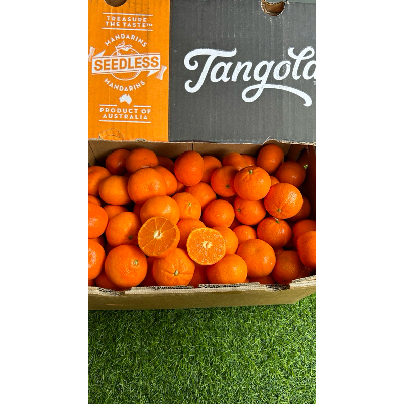 

Jeruk Mandarin Aussie tangold | Mandarin Orange Aussie | Jeruk Mandarin Tangerine