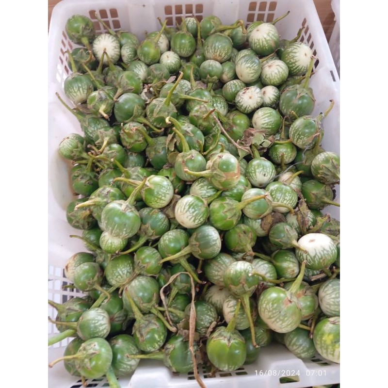 

terong lalap fresh 1kg murah terong murah