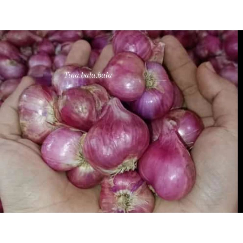 

Bawang Merah Full Besar, Kwalitas Terjamin, Asli Dari Petani Nganjuk Jawa Timur.