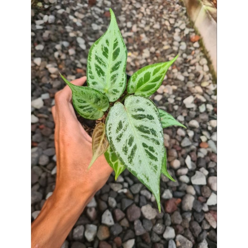 anthurium silver tiger