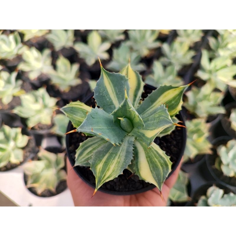 agave istimensis varigata