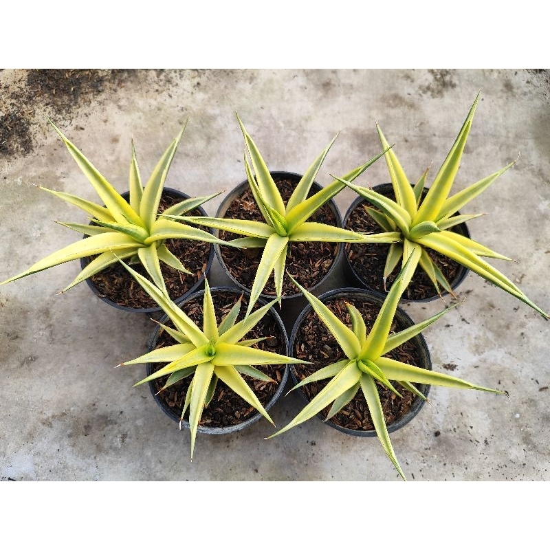 sansevera gracilis varigata