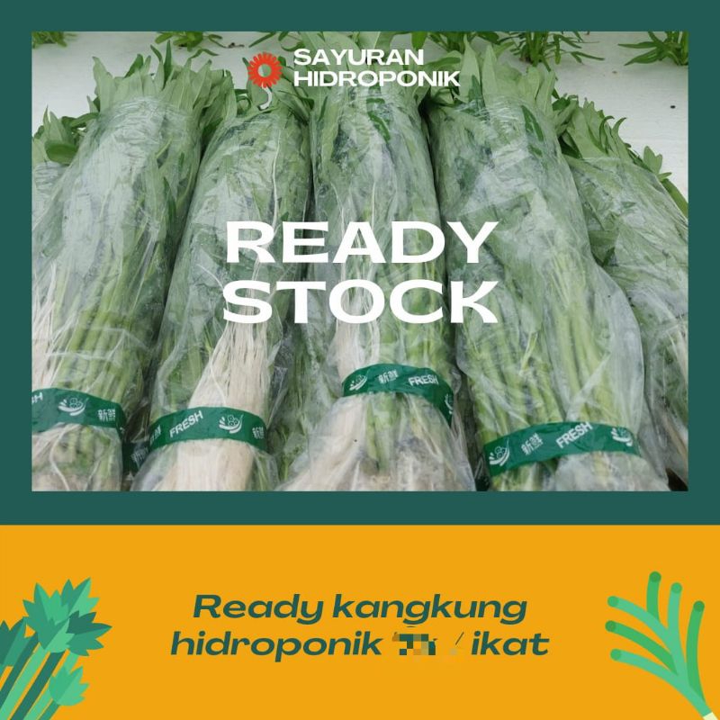 

Kangkung Hidroponik