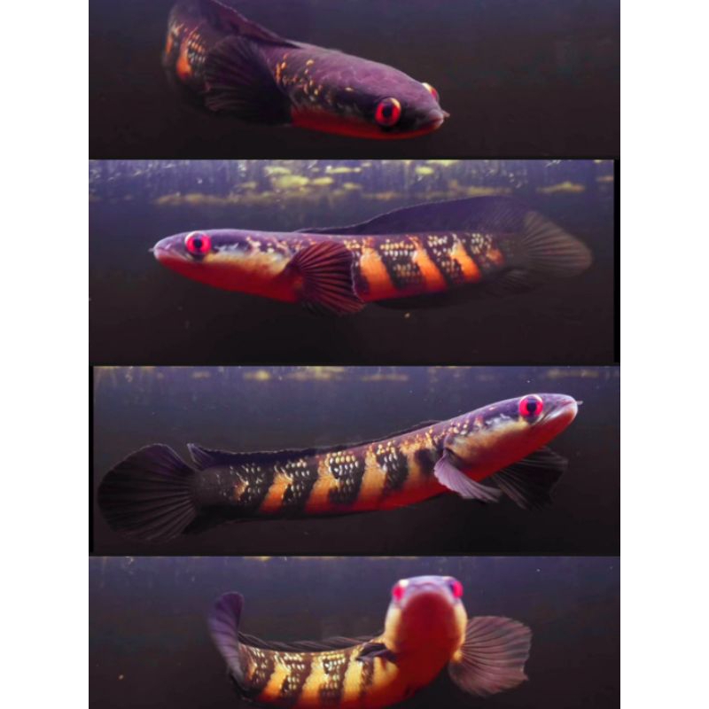 Maru Red Barito ( uk 6 -10 cm )