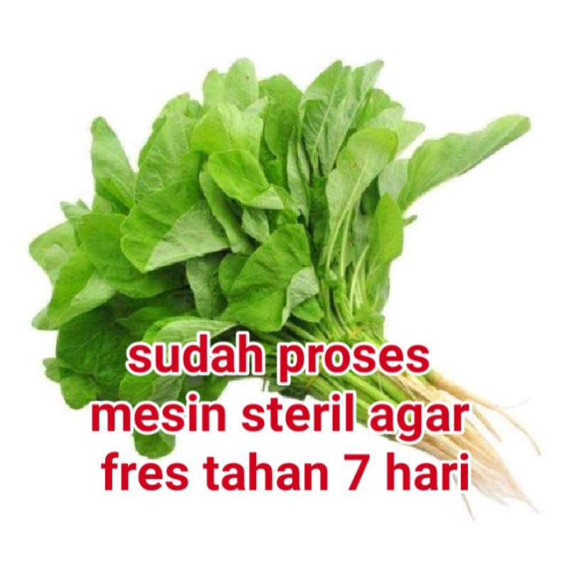 

bayam satu ikat