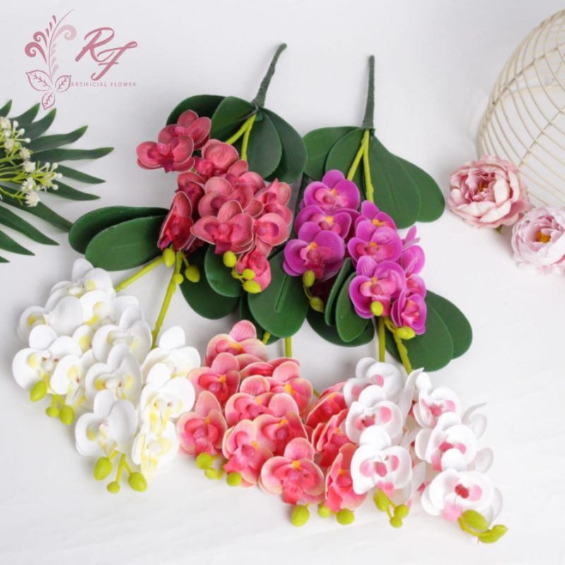 RF Anggrek bulan daun mini K2-V2 latex premium