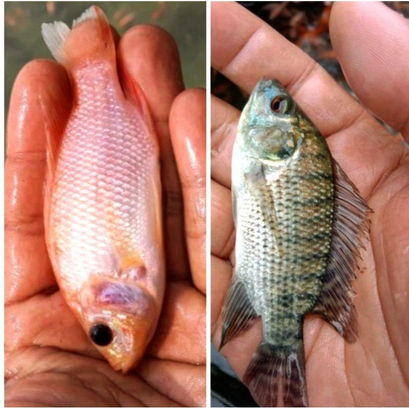 Bibit ikan nila merah dan hitam jempol