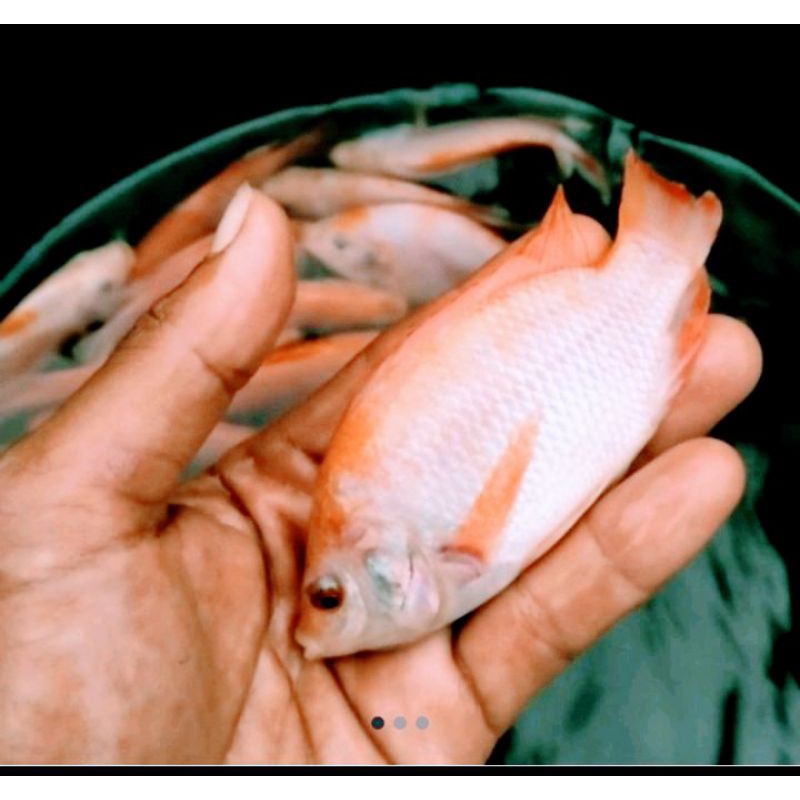 Paket bibit ikan nila merah 2 jari full