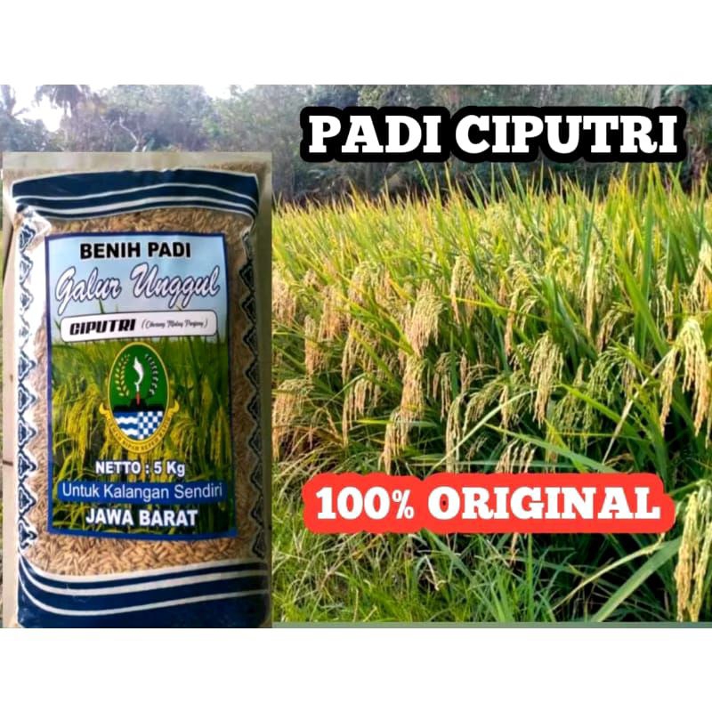 PADI CIPUTRI GALUR UNGGUL 5KG