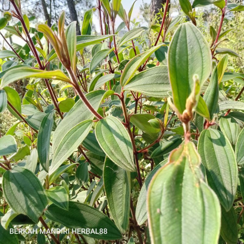 

daun senggani/senduduk/harendong segar/300gram