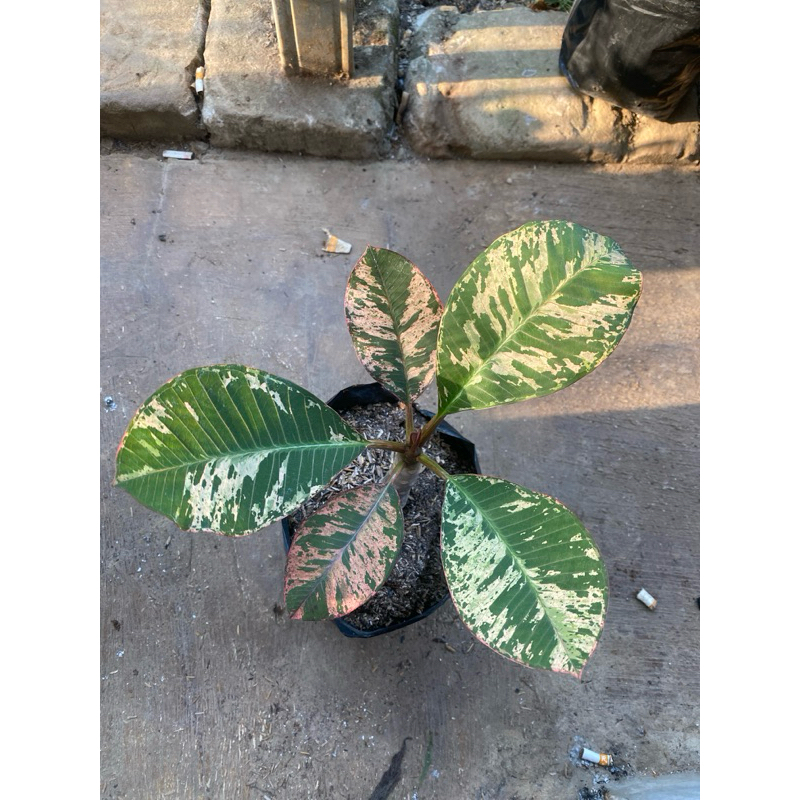 kamboja varigata/plumeria varigata