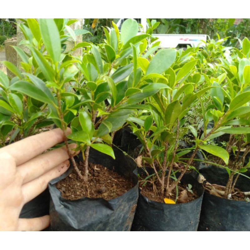 beringin kimeng /  ficus kimeng murce / bonsai ekonomis
