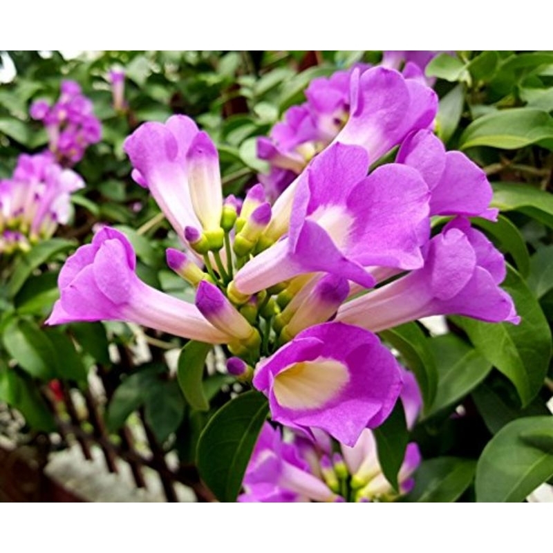 Tanaman Bunga Garlic Vine / Anggur Bawang Putih Rambat / Bower Vine / Garlic Vine / Beauty Bower