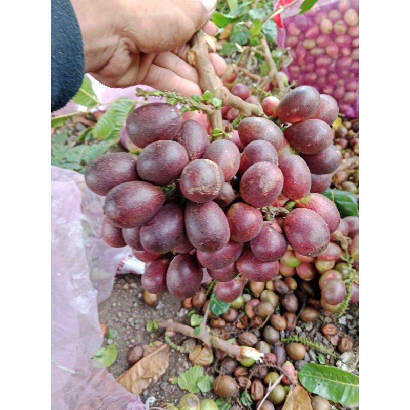 

buah matoa 2kg FRES baru petik manis