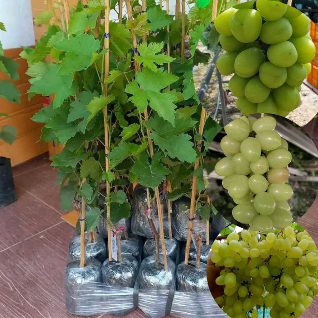 Pohon Anggur Hijau, Pohon Anggur Hijau Tanpa Biji, Pohon Anggur Hijau Manis