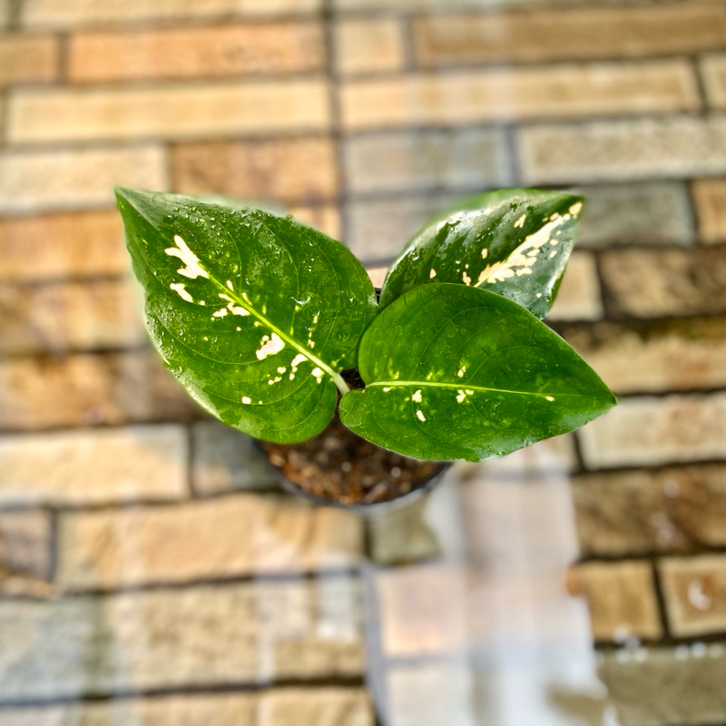 Aglaonema suksom white