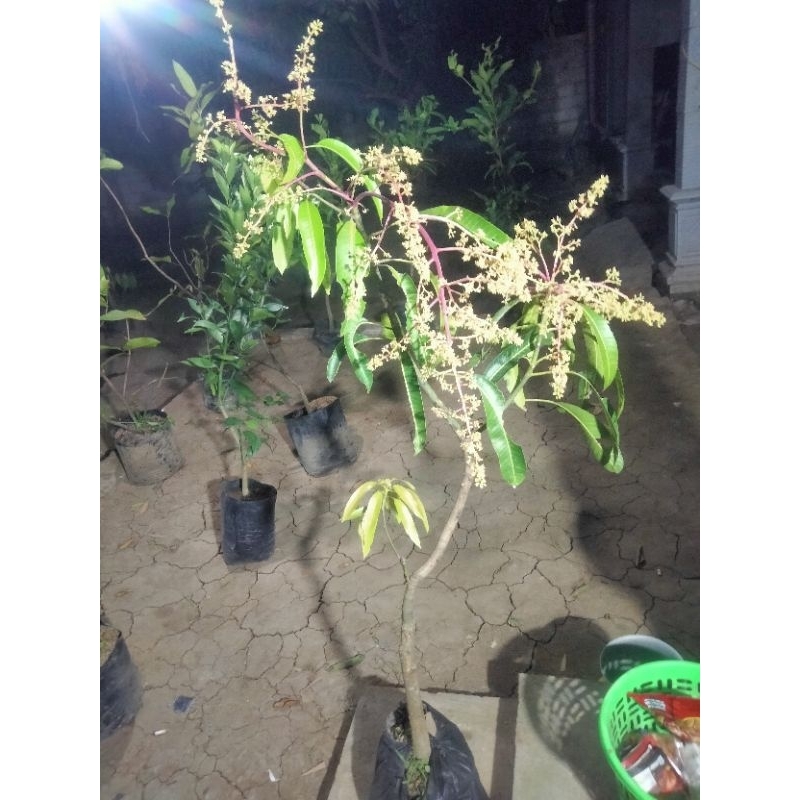 bibit mangga berbunga