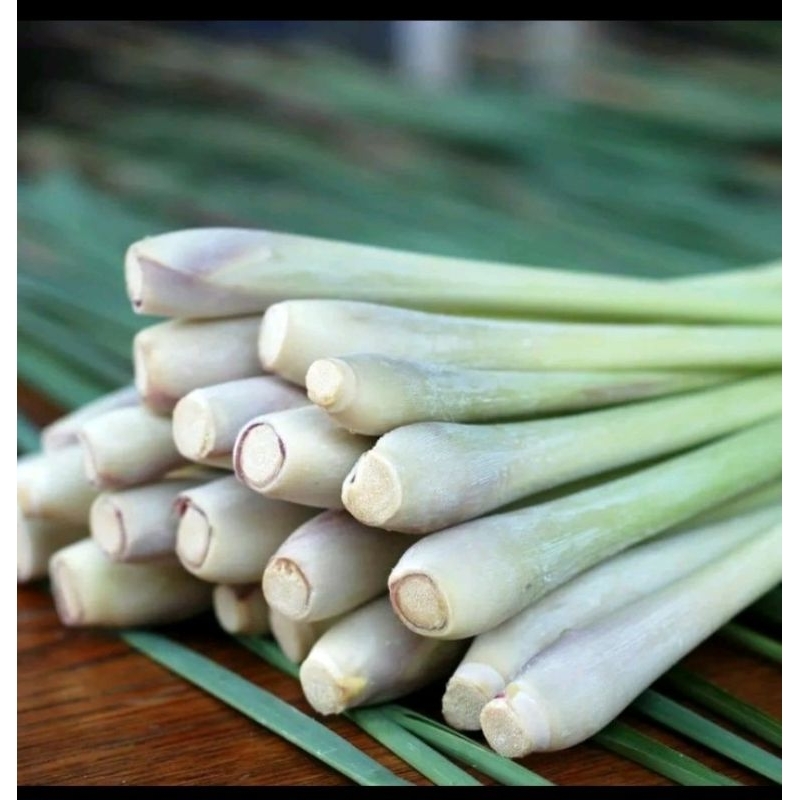 

Serai Segar- Sereh Batang Dapur - Sarai Masak - Lemongrass