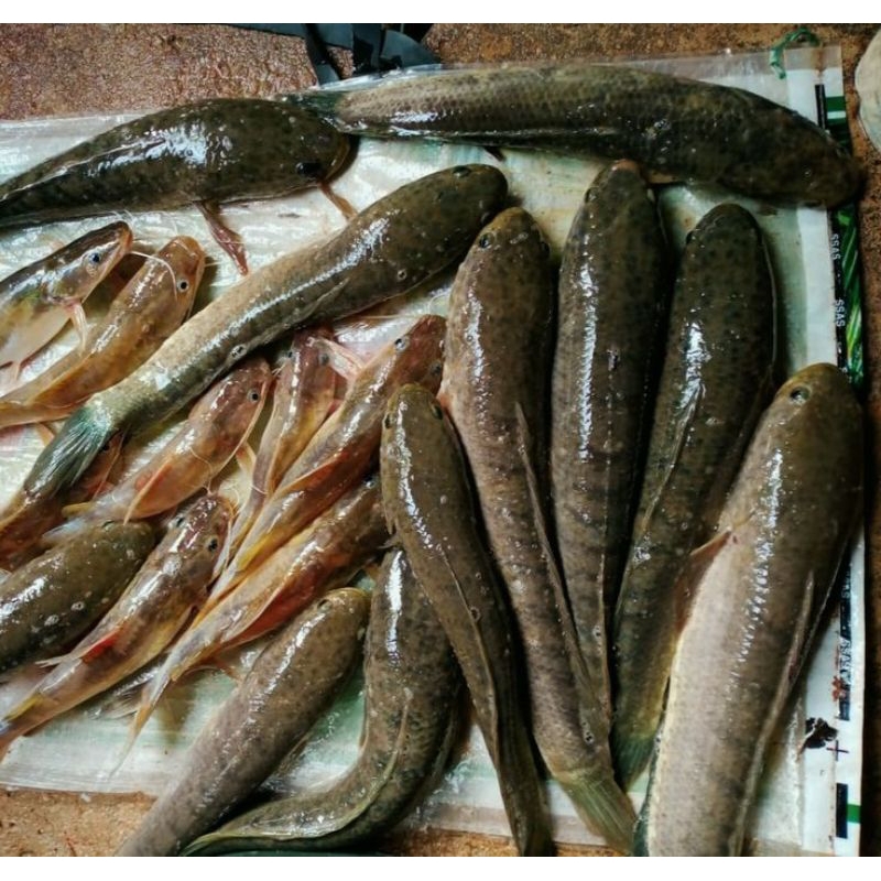 

IKAN GABUS SEGAR 1 KG GRATIS DIBERSIHKAN (BUKAN FROZEN) GRATIS MINYAK GORENG GRATIS EMAS 24K