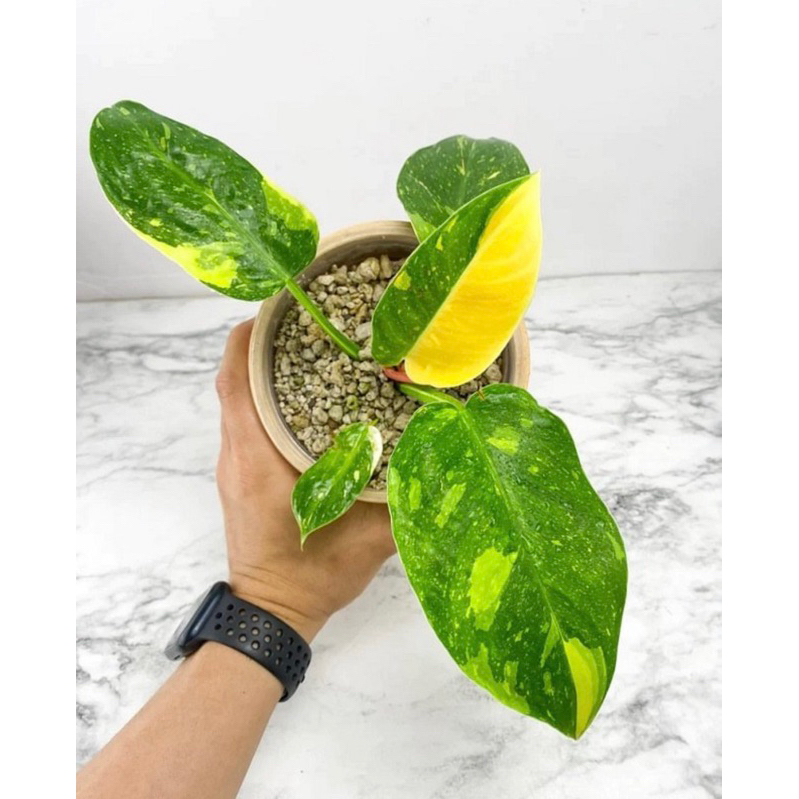 philodendron green congo marble varigata