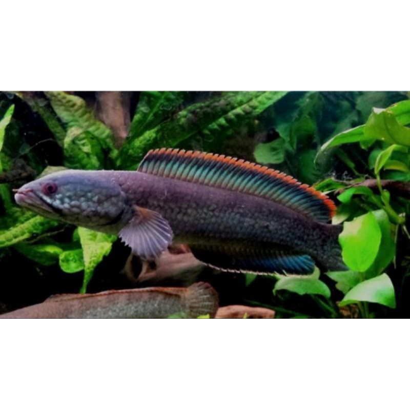 LIMBATA BERGARANSI FUL RIM MERAH