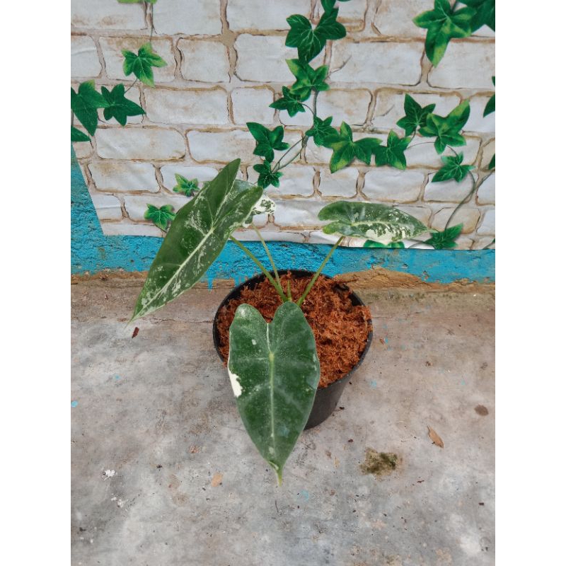 alocasia frydek variegata