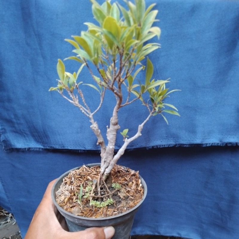 bonsai beringin afrika