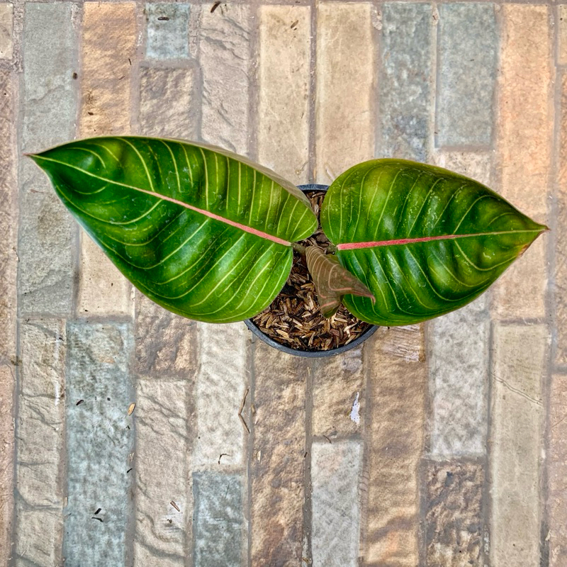 Aglaonema black moonlight