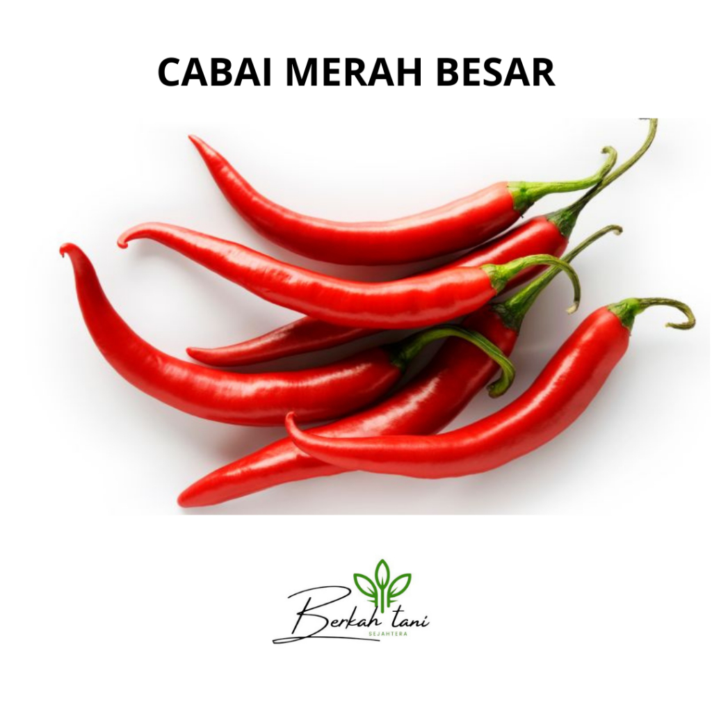 

CABAI MERAH BESAR 500 GRAM