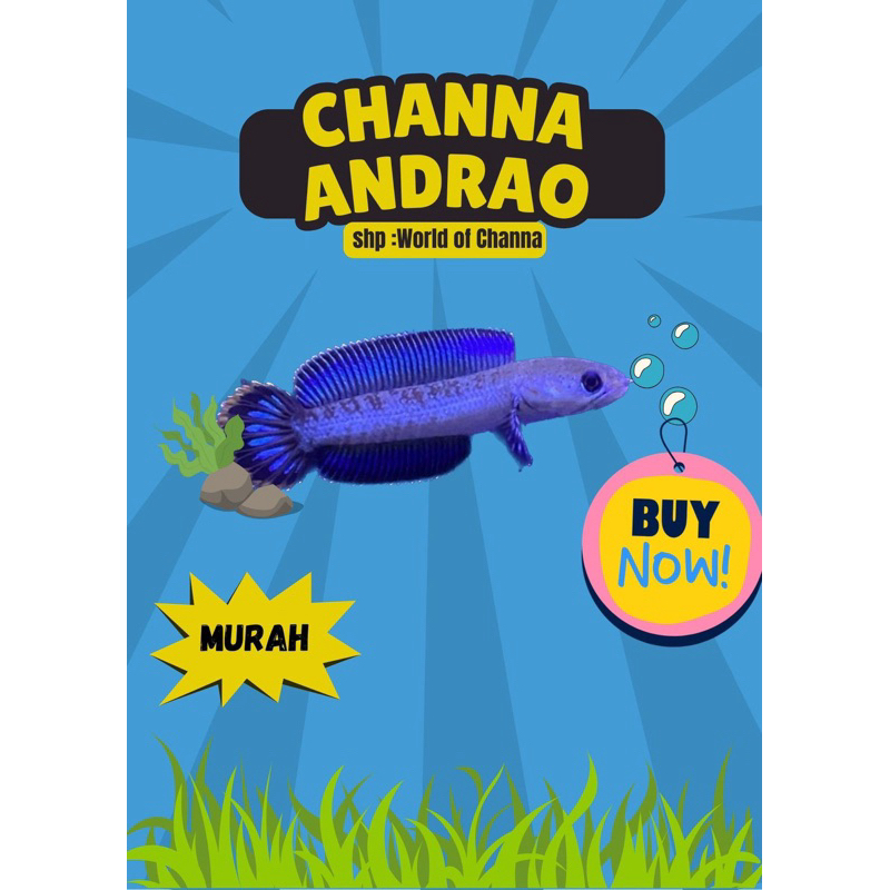 ANDRAO GONDRONG GRADE PREMIUM