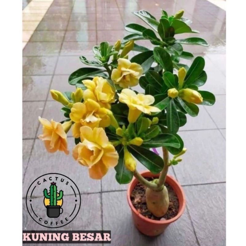 Pohon Kamboja adenium  bunga tumpuk (id: kuninga)