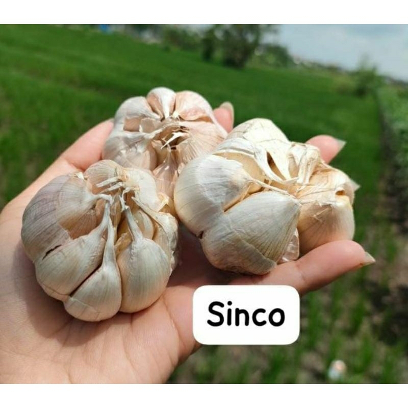 

Bawang Putih Sinco 1kg