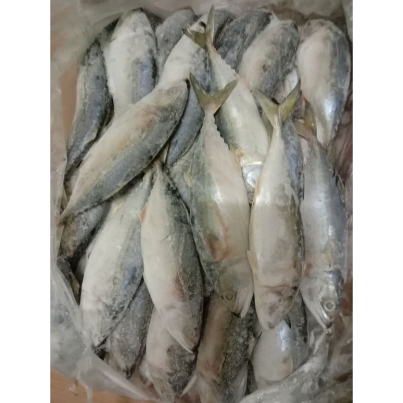 

ikan kembung banjar size 6 - 7