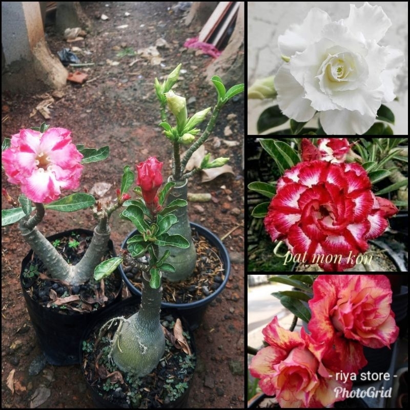 Pohon Adenium import grafting 3 warna (id: putih, redputih, orange)